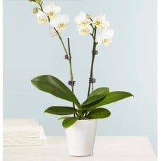 Double White Orchid Plant