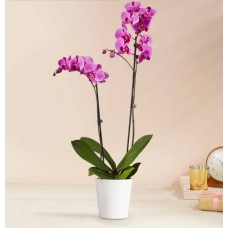 Double Purple Orchid Plant