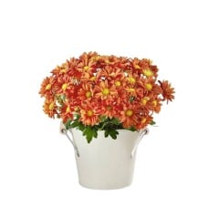 Fall Mum Plant 6"