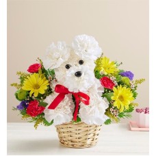 a-DOG-ableÂ® in a Basket