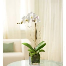 White Phalaenopsis Orchid