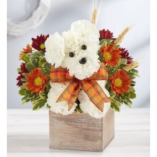 a-DOG-able® for Fall
