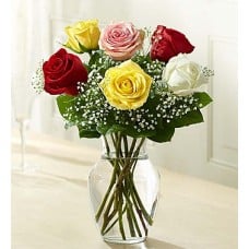 Loves Embrace Roses - Assorted (6 Stems Assorted)