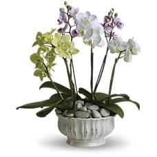 Regal Orchids