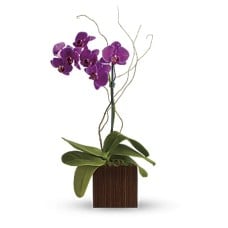 Bamboo Elegance
