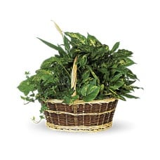 Large Basket Garden