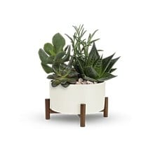 Mid-Century Garden