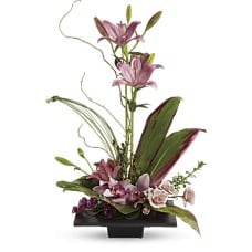 Imagination Blooms with Cymbidium Orchids (Standard)