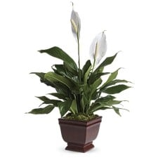 Lovely One Spathiphyllum Plant