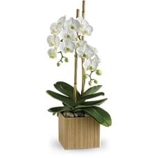 Opulent Orchids