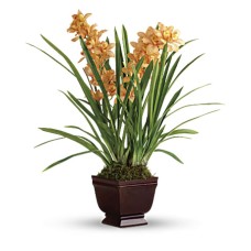 Regally Yours Orchid