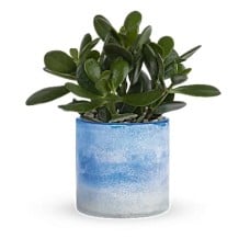 Sky Glass Jade Plant