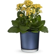 Golden Morning Plant