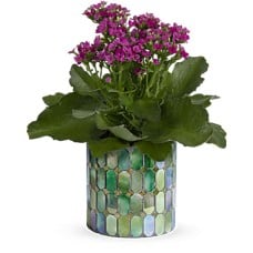 Memorable Mosaic Plant