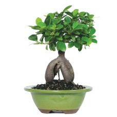Ginseng Grafted Ficus