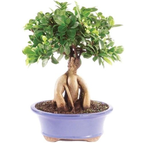 Ginseng Grafted Ficus - CT7013GMF