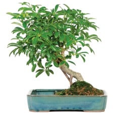 Hawaiian Umbrella Bonsai in Water Pot