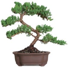 Green Mound Juniper - DT7079GMJ