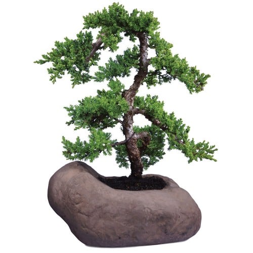 Green Mound Juniper In Rock Pot - DT8001GMJR