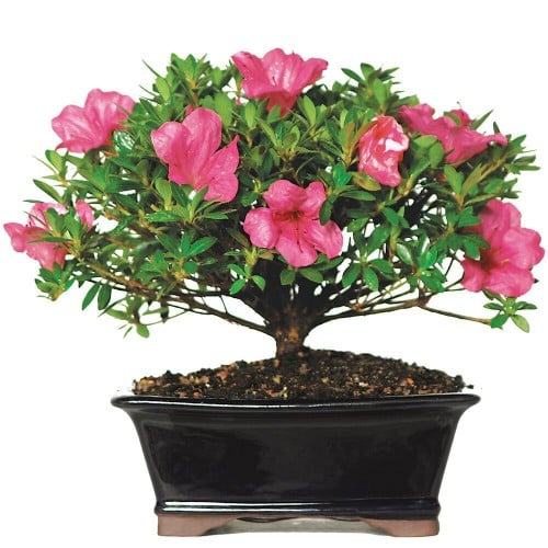 Azalea - DT8014AZ
