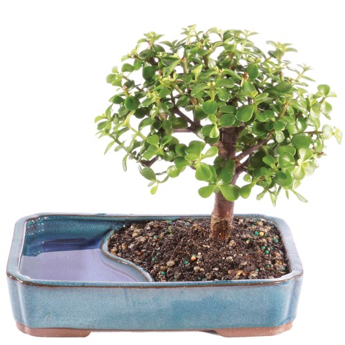 Dwarf Jade In Water Pot