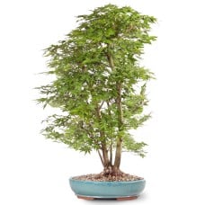 Japanese Maple