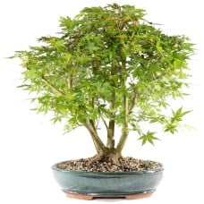 Japanese Maple(8)