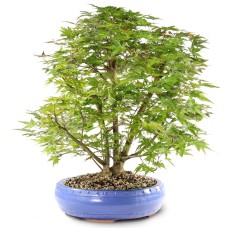 Japanese Maple(2)