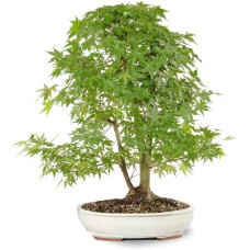 Japanese Maple(5)