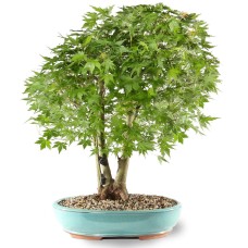 Japanese Maple