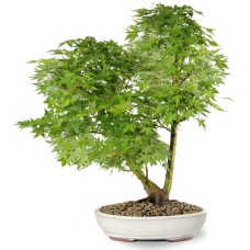 Japanese Maple(9)