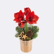 Red Amaryllis in a pot with 2 Ferrero Rocher