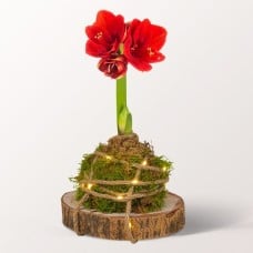 Red Amaryllis Arrangement