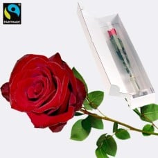 Red long-stemmed Fairtrade rose