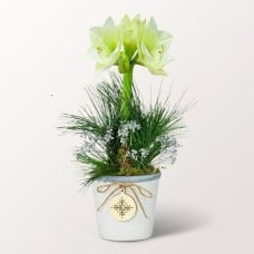 White Amaryllis in a Sweet Ceramic Pot