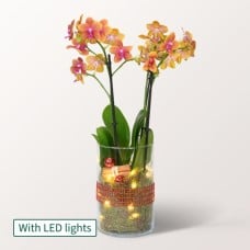 Orange Orchid in a Glass