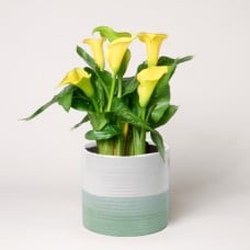 Yellow Calla in a Pot