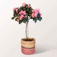 Sweet Azalea in a Basket