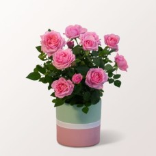 Light Pink Rose in a Modern Ceramic Pot