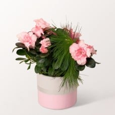 Pink Azalea