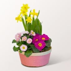 Fruhlingsbluher in a Basket