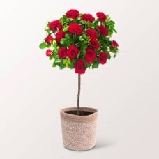 Red Rose Bush With Ferrero Raffaello
