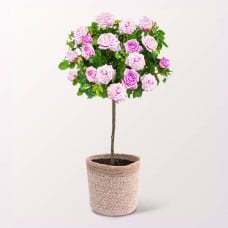 Pink Rose Bush With Ferrero Raffaello