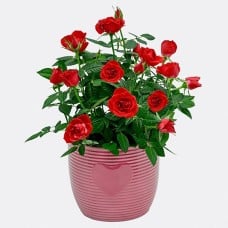 Red Rose in a pot with 2 Ferrero Rocher