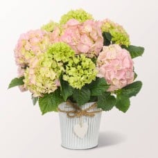 Light Pink Hydrangea in a Zinc Pot