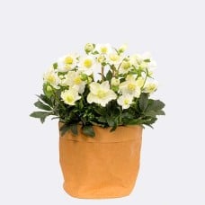 White Snow Rose in Kraft Pod Easy natural coloured with 2 Ferrero Rocher