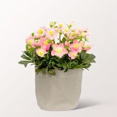 Light Pink Snow Rose in Kraft Pod Easy grey with 2 Ferrero Rocher