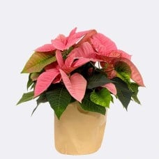 Light Pink Poinsettia in paper bag with 2 Ferrero Rocher