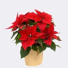 Red Poinsettia in paper bag with 2 Ferrero Rocher