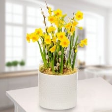 Flower Arrangement Daffodil Dream